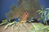 un olivier - 