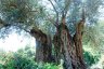 Des vieux oliviers - 