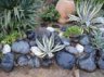 Parterre de fleurs et de plantes grasses - 