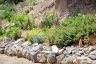 Parterre de fleurs - 