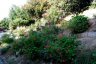 gite_corse_costa_di_sognu_0017.JPG - 